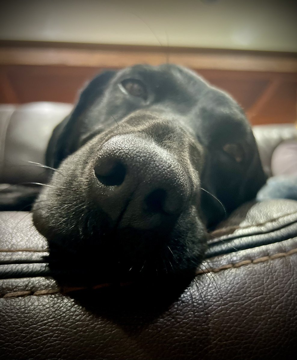 K9 Loki (Ret) tweet media