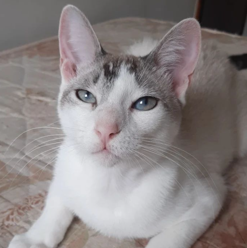 bgiufrida's tweet photo. galera, vamos fazer uma boa ação?

vocês sabem o que é PIF? 

PIF é uma doença muito grave que acomete os gatinhos. e tem cura, mas é CARÍSSIMA!

a Mônica faz um trabalho incrível pra salvar gatinhos com ela, mas o dinheiro acabou.

você pode ajudá-lo? ⬇️

https://t.co/F2bKQ8lun0 https://t.co/i887rI6X1Q