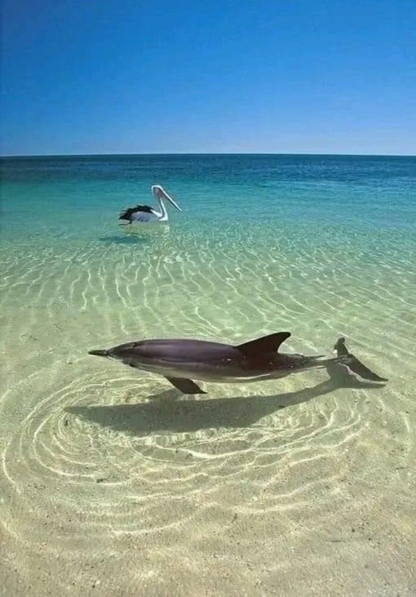 Life is Better in Florida!!! Pic taken on Ana Maria. #ocean #dolphin #nature #pelican #beach #water