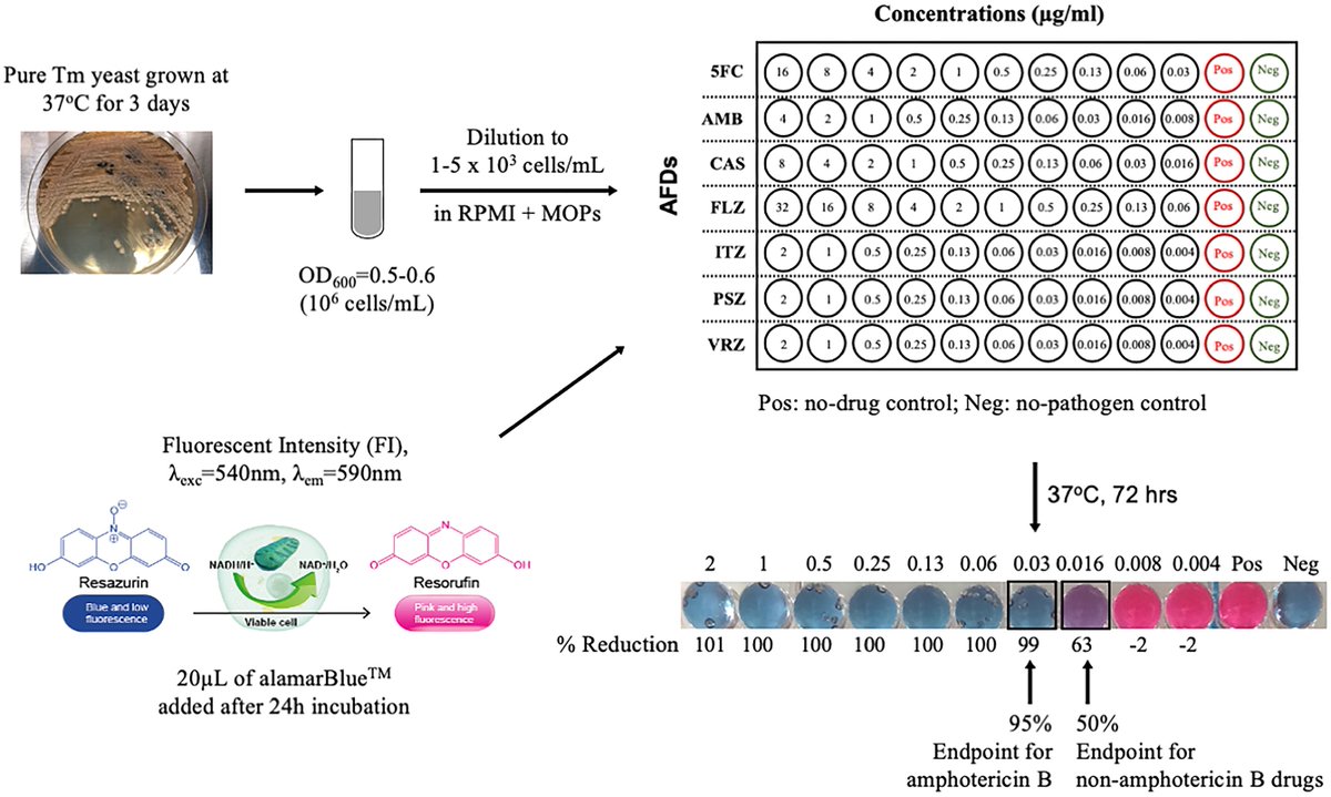 Development and validation of a colorimetric antifungal susceptibility testing method for the dimorphic fungus Talaromyces marneffei Important, innovative work from Thuy Le's lab @DukeAdultID @dukemedicine academic.oup.com/mmy/article/61…