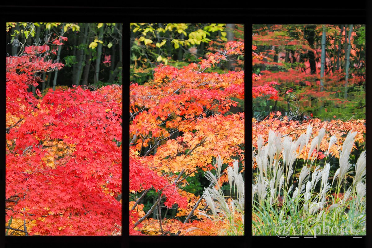 _t_photo_'s tweet image. リベンジしてみました！

OM-1×40-150F2.8×MC1.4×C-PLfilter

#額縁紅葉 #天授庵