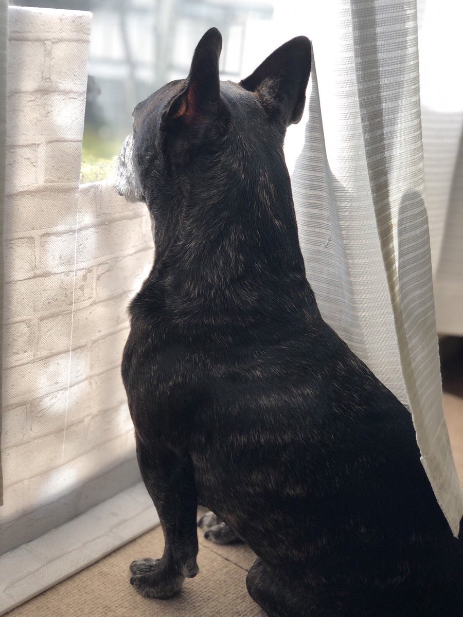 Misya28's tweet image. 大変ごぶさたしてます。
ぼくは元気です。

今年もぼく専用の小窓作ってもらったよ。😄