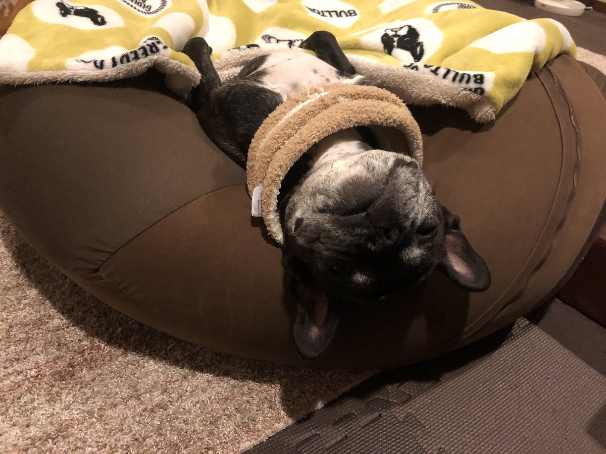 Misya28's tweet image. 大変ごぶさたしてます。
ぼくは元気です。

今年もぼく専用の小窓作ってもらったよ。😄