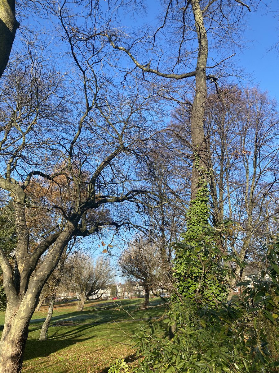 ASFAP5's tweet photo. Celebrating #NationalTreeWeek by honouring the majestic trees in Adderley Park! Let's cherish these green guardians that bring beauty, shade, and life to our community. #NationalTreeWeek https://t.co/KPIbRrTPJ3