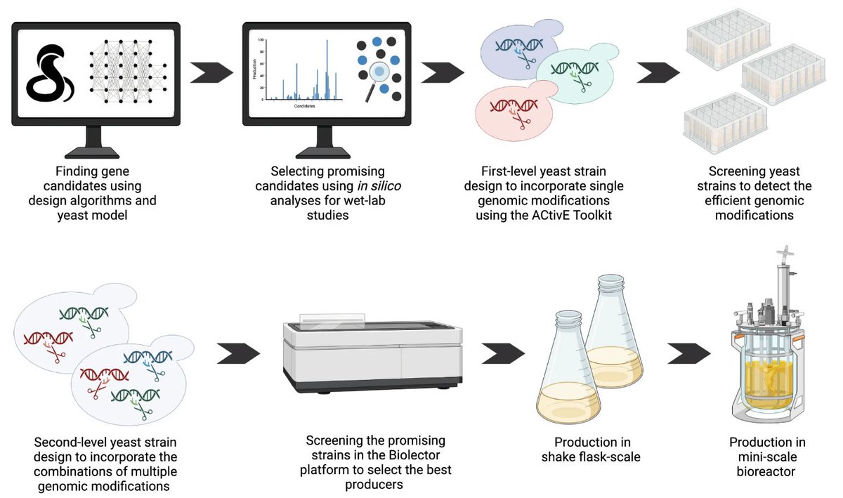 Can computational frameworks be used to design and optimise microbial systems? In our new study @LeoRiosLab, we used a combinatorial in silico approach to metabolic engineering in #yeast strains to synthesise anticancer drug precursors. #synbio #biotech 👉rdcu.be/dsnjJ