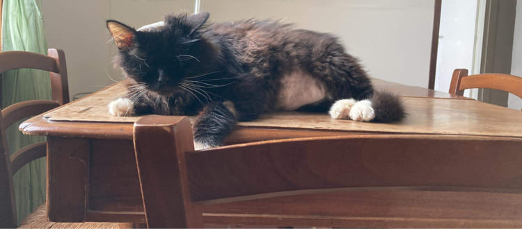 SANGUEEEEEEEEEEEEEEEE
LUI È BARAK HA SOLO TRE ANNI E STA MORENDO POSSIBILE CHE NON CI SIA NESSUNO CHE ABBIA UN GATTO GRUPPO A CHE POSSA DONARGLI UN PO' DI SANGUE ??? alla clinica Salus Napoli 
3392737451