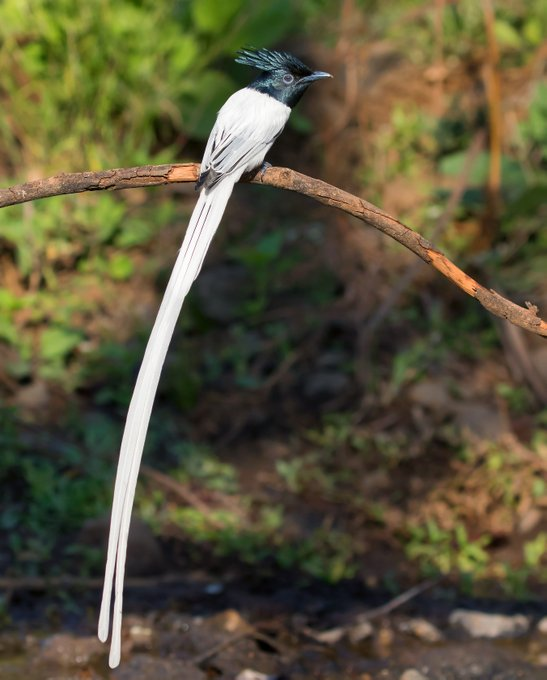 UN Biodiversity tweet media