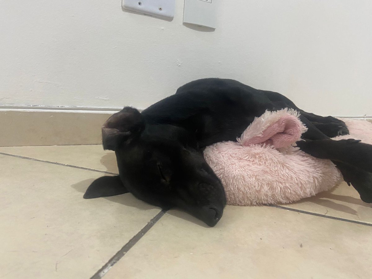 blumenbalt's tweet photo. gordita e brabita
cansadito e carentito
antipatica e gulosa
curiosa e macaquita https://t.co/8QTHHcAJll