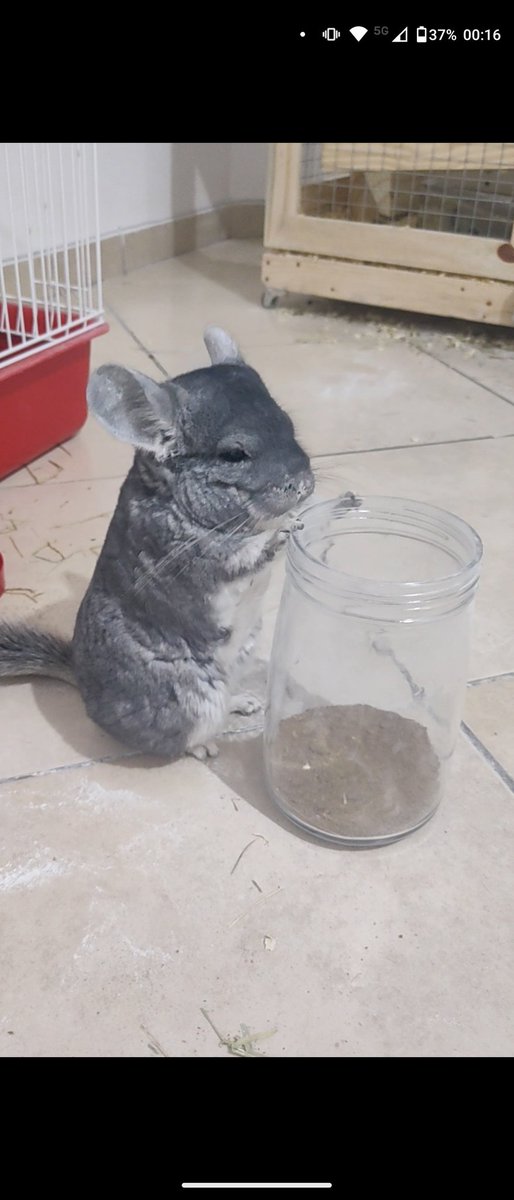 blumenbalt's tweet photo. gordita e brabita
cansadito e carentito
antipatica e gulosa
curiosa e macaquita https://t.co/8QTHHcAJll