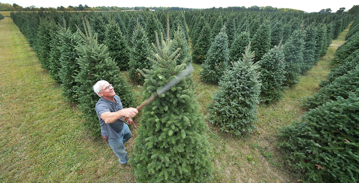 With 60,000 planted trees and plenty of seasonal activities, <a href="/DullsTreeFarm/">Dull's Tree Farm</a> offers the perfect place to pick your Christmas tree. The <a href="/PurdueAgAlumni/">Purdue Ag Alumni</a> father and son strive to create lasting memories for families on the farm. ag.purdue.edu/news/2023/10/f…