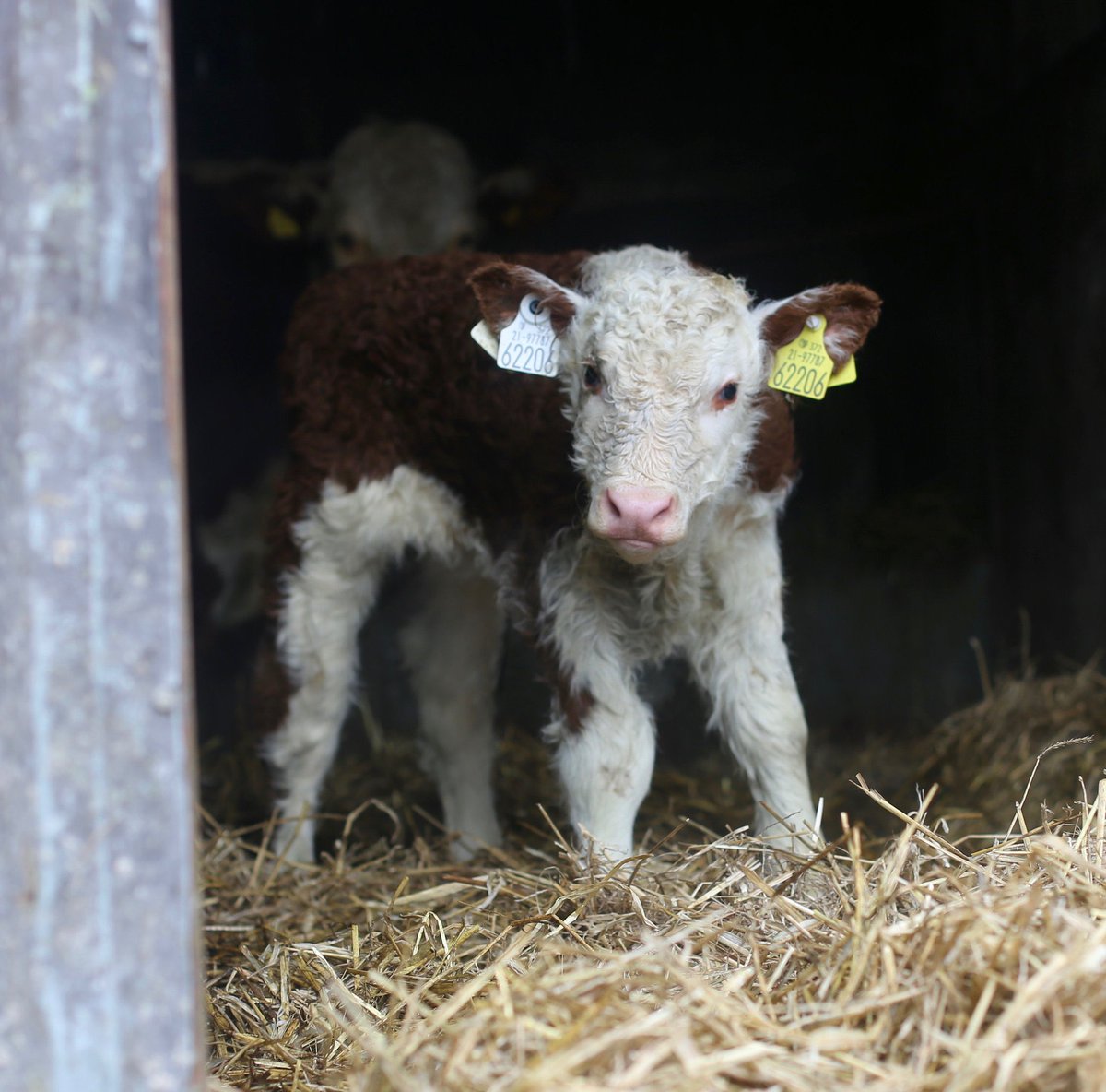 Kilsunny_Herd's tweet photo. Kilsunny Vancouver at two days old ๐
#calving23 #herefords #nextgen https://t.co/fgvtyy58nH