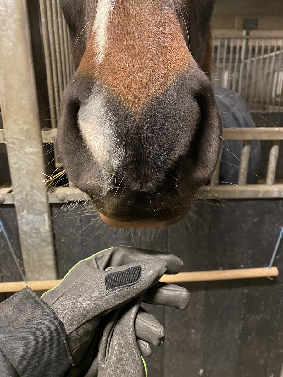 This week we piloted some test designs and equipment for #SmellsLikeWelfare at our new collaboration Edeby Gård. Such a joy to be working with Icelandic horses and the best team! We also had time for a birthday celebration 🙏🏻 #luckyme
<a href="/RebeccaGrut/">Rebecca Grut</a> <a href="/JohannaStenfelt/">Johanna Stenfelt</a>