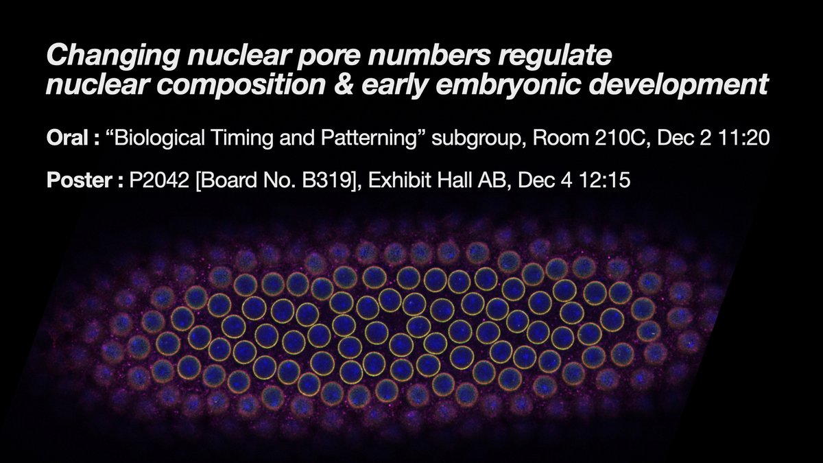 Super excited to share my unpublished work on the nuclear pore complex and early embryonic development @ASCBiology #cellbio2023! I’ll be presenting a talk in the “Biological Timing and Patterning” subgroup on Saturday, 12/2 at 11:20 and a poster on Monday, 12/4 at 12:15!