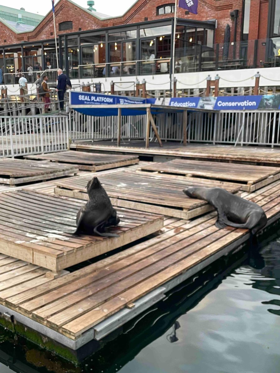 VC4A_Africa's tweet image. And that’s a wrap on #AESIS2023 🤩🤩🤩 Having a blast at the closing cocktail! #AESIS2023xVC4A #AfricaInvestorWeek