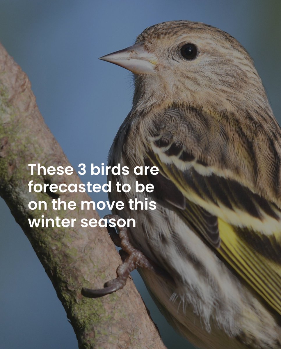 FeatherFriendly's tweet image. As we welcome in the winter season, here are a few birds you can expect to see at your feeders this winter! 🕊❄️☃️

#glasscollisions #birdsafeglass #featherfriendly #birds #birdfriendlybuildings #birdfriendlyhomes