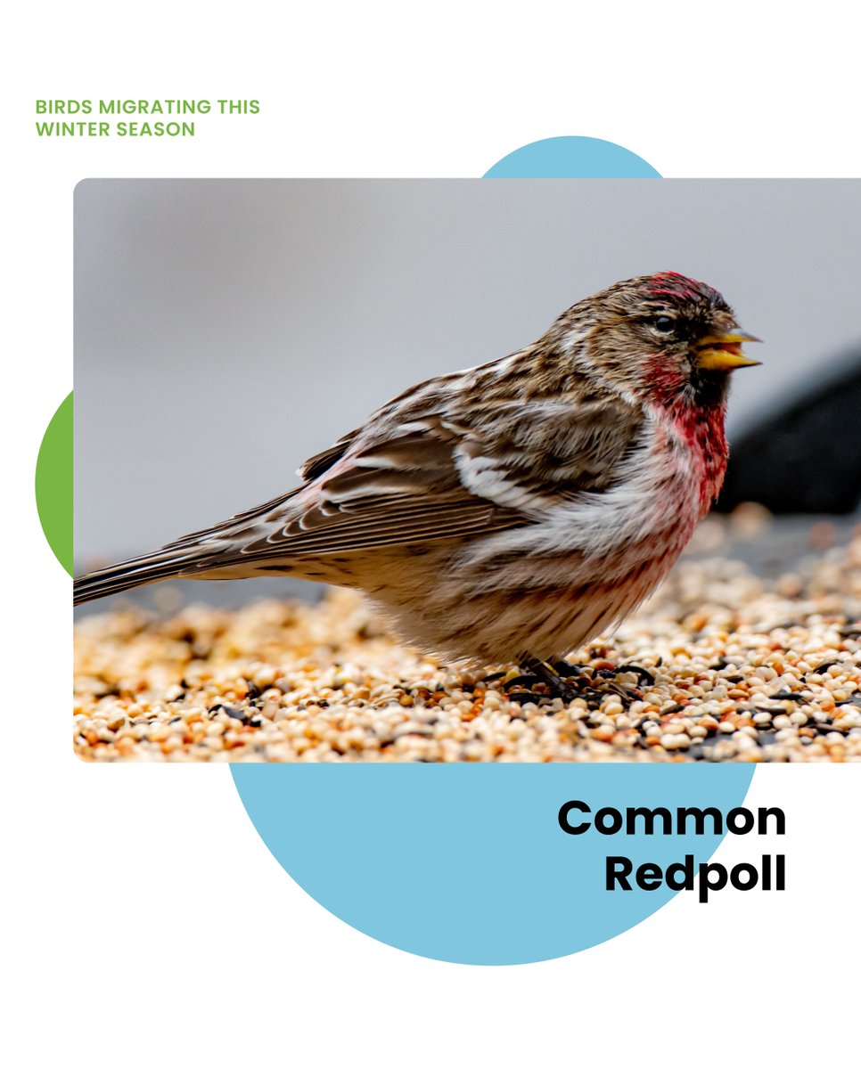 FeatherFriendly's tweet image. As we welcome in the winter season, here are a few birds you can expect to see at your feeders this winter! 🕊❄️☃️

#glasscollisions #birdsafeglass #featherfriendly #birds #birdfriendlybuildings #birdfriendlyhomes