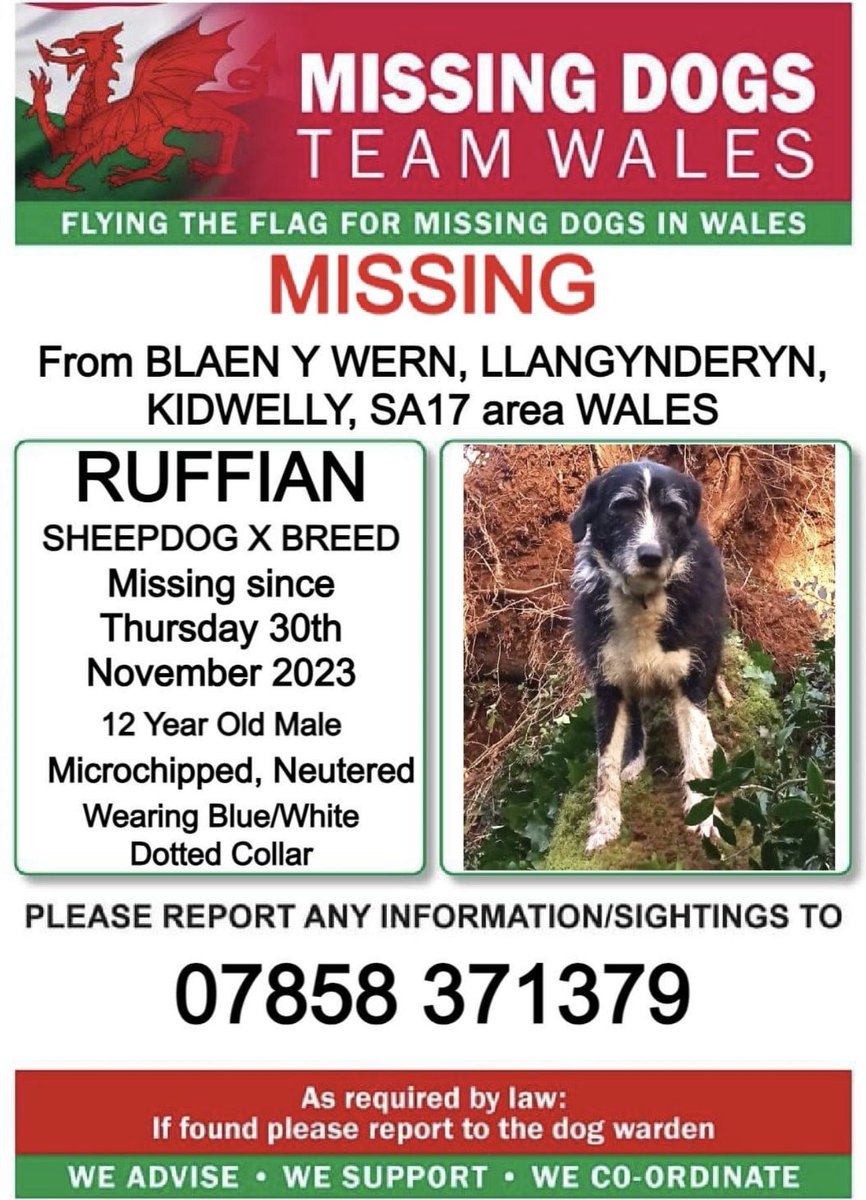 missingdogwales's tweet photo. ❗❗RUFFIAN, MISSING From #BLAENYWERN, #LLANGYNDERYN, #KIDWELLY, #SA17 Area #WALES ❗
❗SINCE THURSDAY 30th NOVEMBER 2023.
❗PLEASE LOOK OUT FOR RUFFIAN AND CALL NUMBER WITH ANY SIGHTING/INFORMATION ❗ https://t.co/BRpoHMkAxz