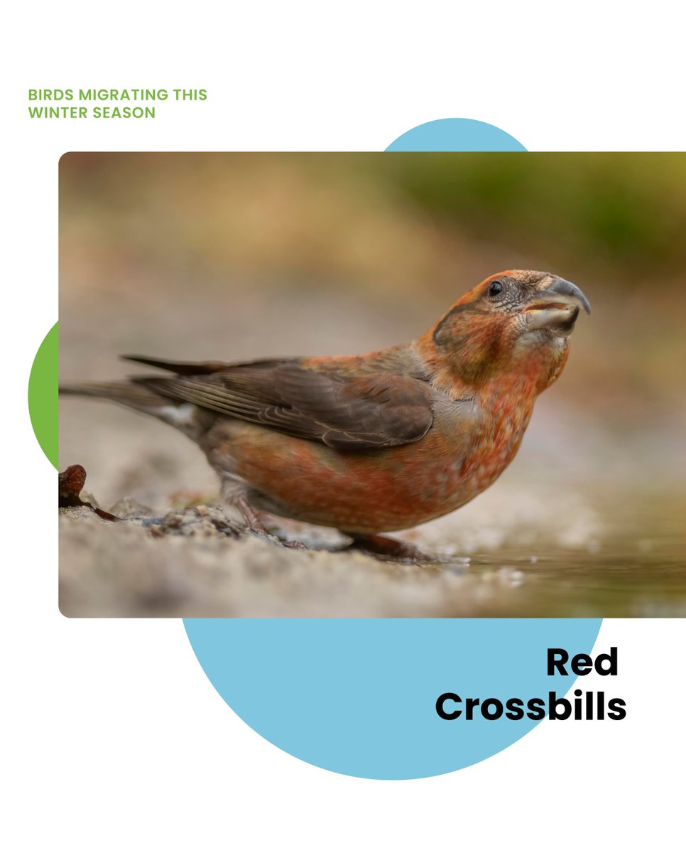 FeatherFriendly's tweet image. As we welcome in the winter season, here are a few birds you can expect to see at your feeders this winter! 🕊❄️☃️

#glasscollisions #birdsafeglass #featherfriendly #birds #birdfriendlybuildings #birdfriendlyhomes