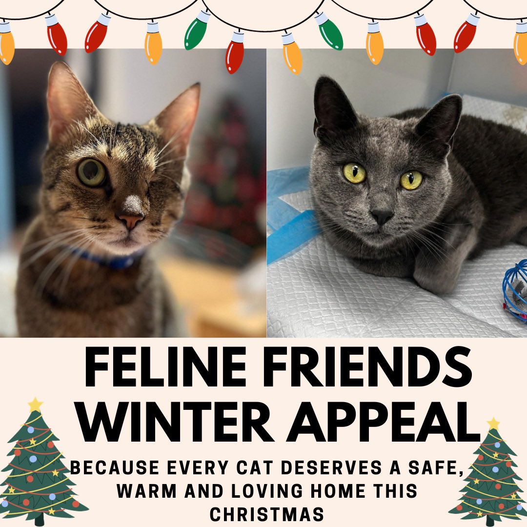 🎄✨ This winter we need YOUR help! We are working around the clock as we believe every cat deserves a safe, warm and loving home this Christmas. We're taking in more cats than ever and giving cats life saving treatment and nourishment - but our resources are stretched thin! 🐾