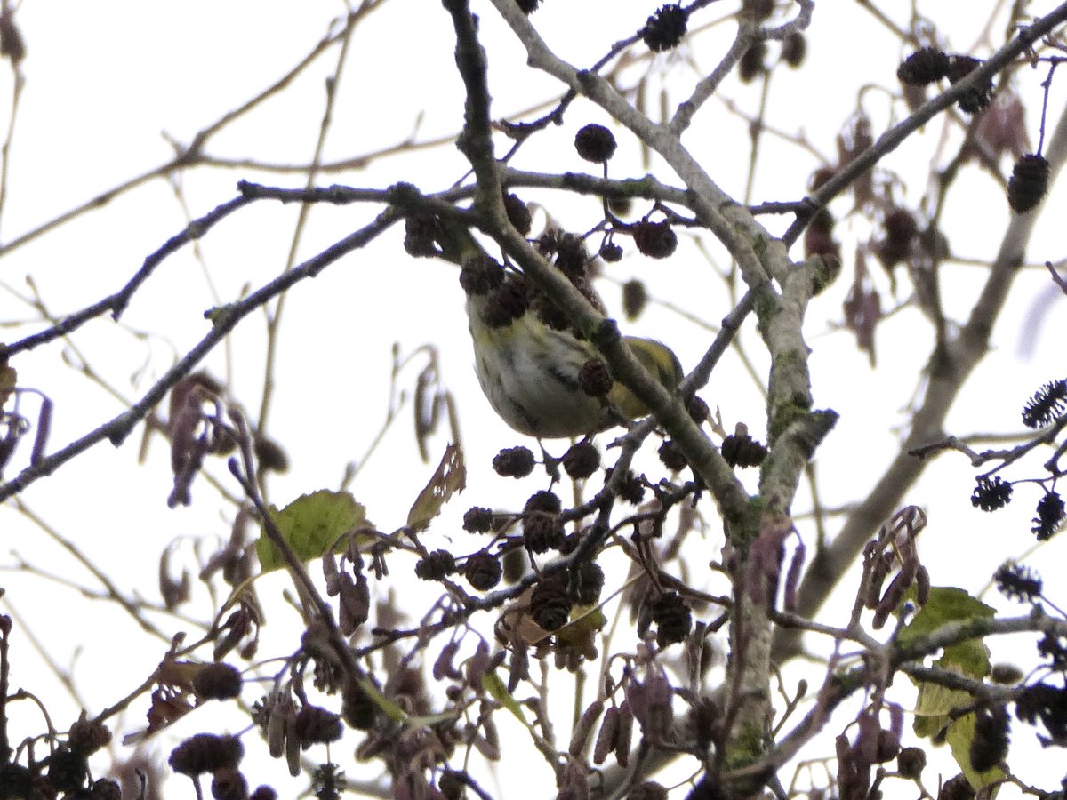 A small flock of Siskins on Longrun Meadow plus one or two Redwings. Flushed a Woodcock from a copse of trees near the river. First I’ve seen in some time.