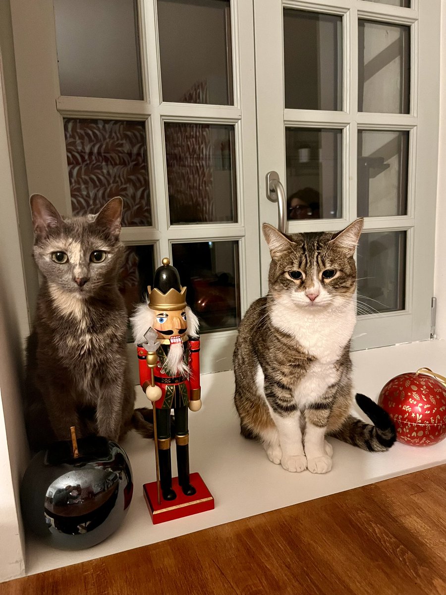 Pas convaincu par la déco 😹😹