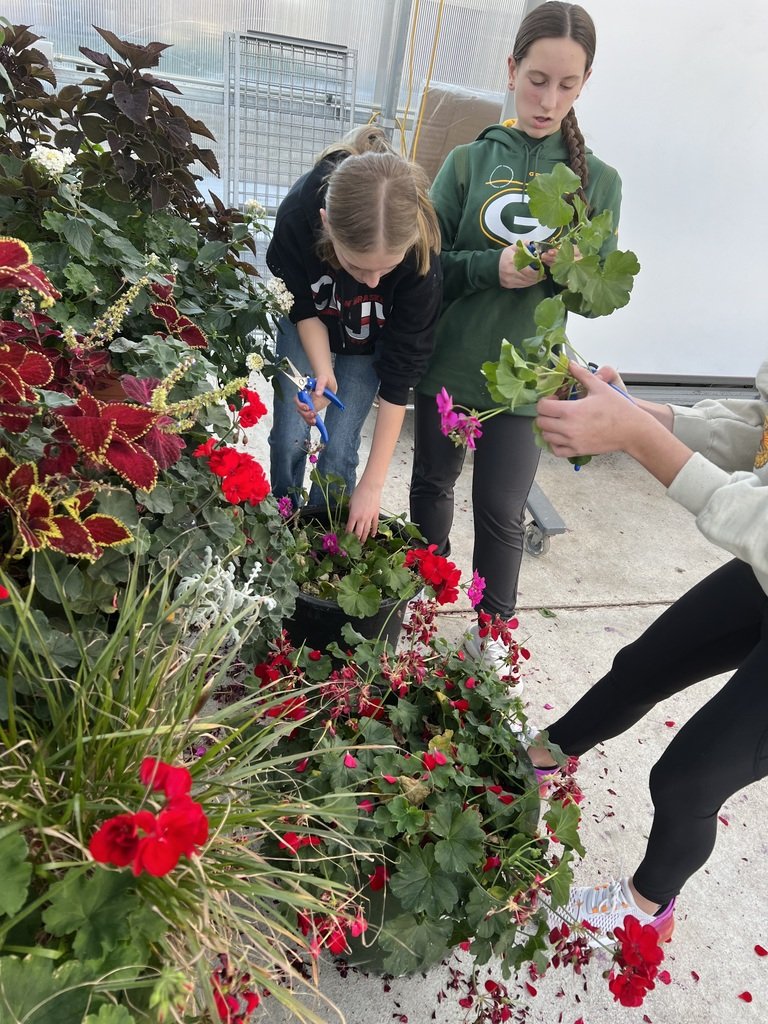NBCTigers's tweet photo. NBC 8th Graders have applied their knowledge of plant propagation this week and started over 200 geranium cuttings. #LearningtoDo #DoingtoLearn
@NBCHomegrownGreenhouse https://t.co/vWwR4wY3Mp