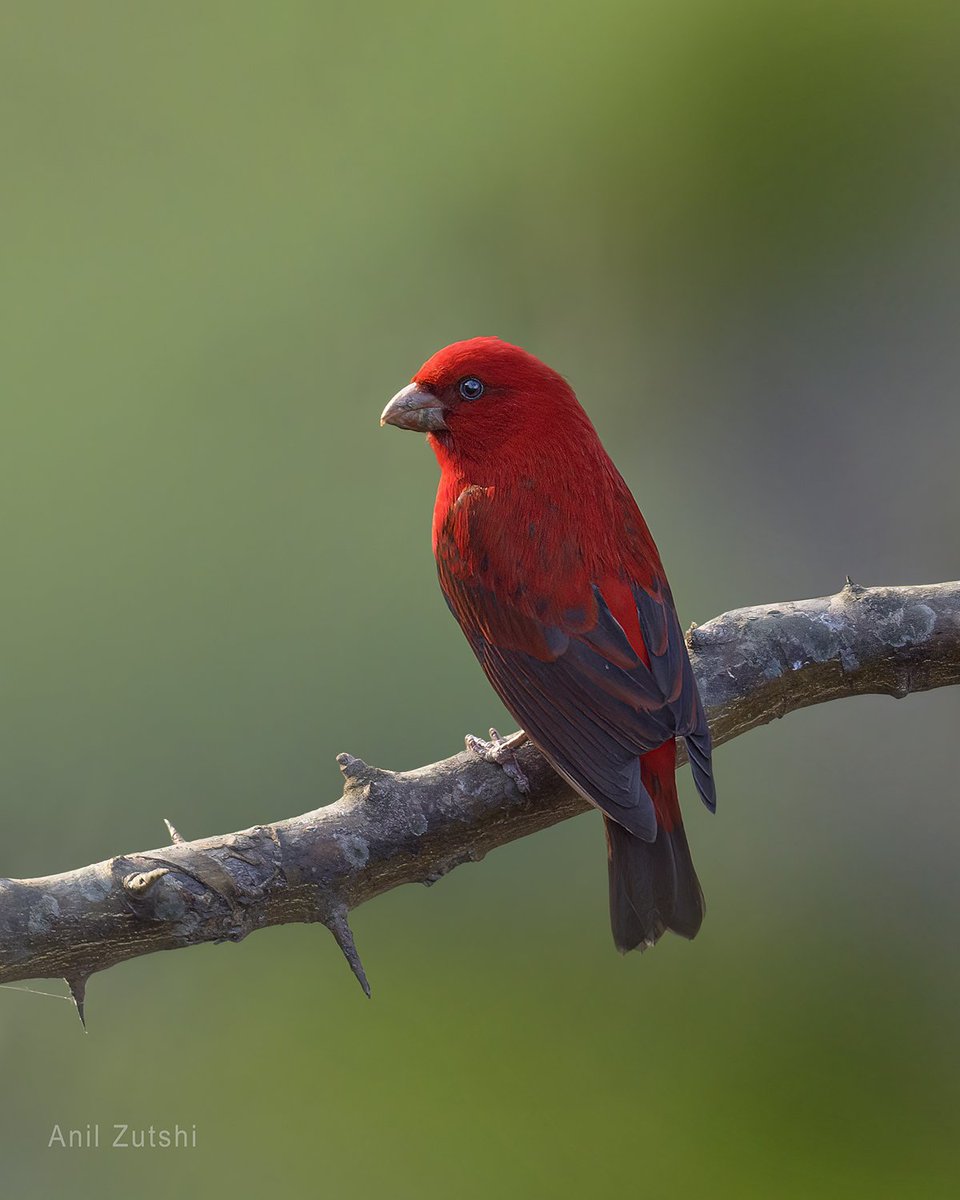 Exquisite!! Scarlet finch. #Birds #birdphotography #indiaves #Natgeoindia #Nikon