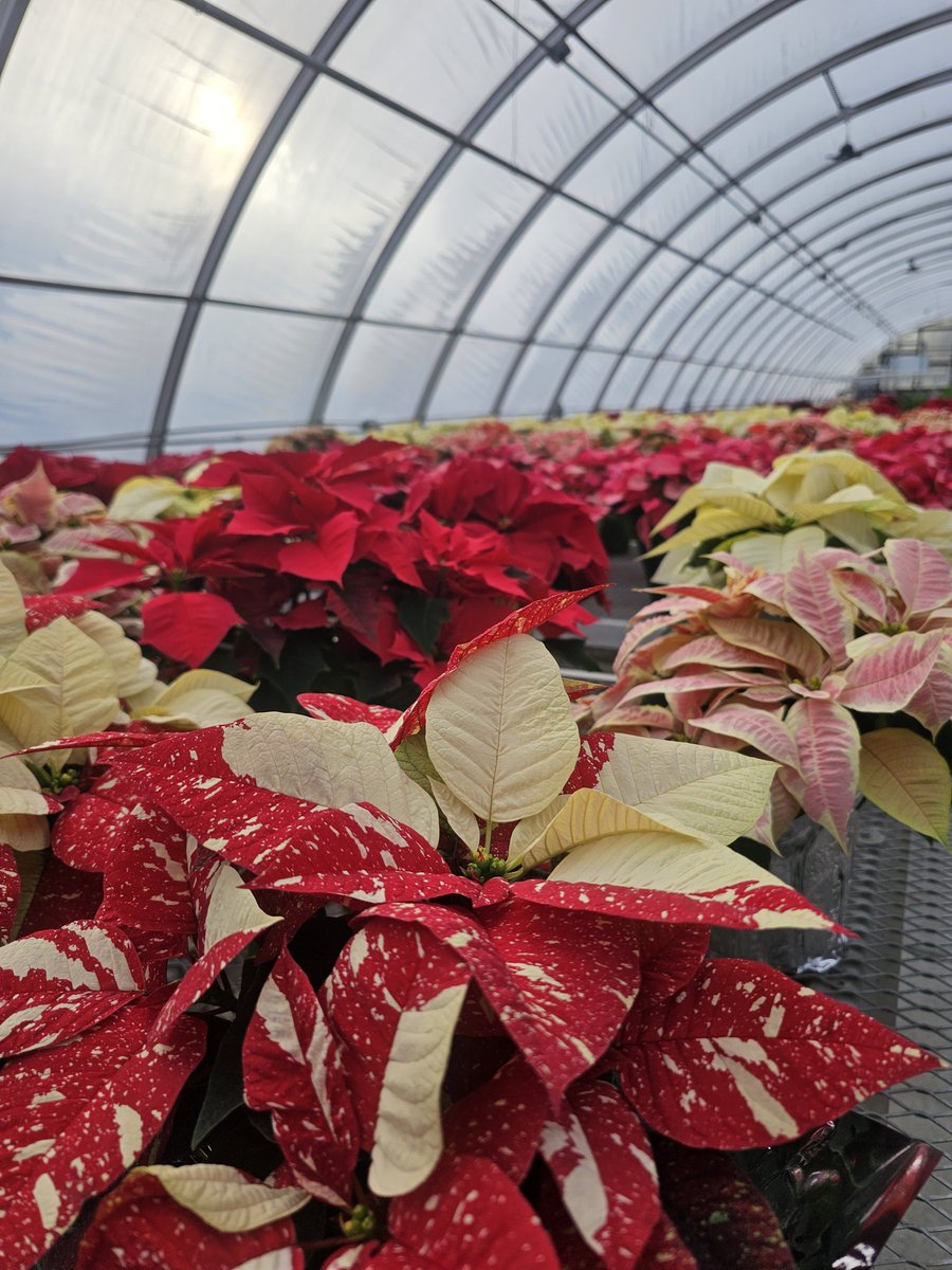 Ready to get in the holiday spirit? Stop by the <a href="/unlhortclub/">UNL HorticultureClub</a> poinsettia sale today from 9-4 in the West Teaching Greenhouse on UNL's East Campus 3850 Center Drive.
#NEBEXT #holidayplants #plantsmakeyouhappy #unlagrohort