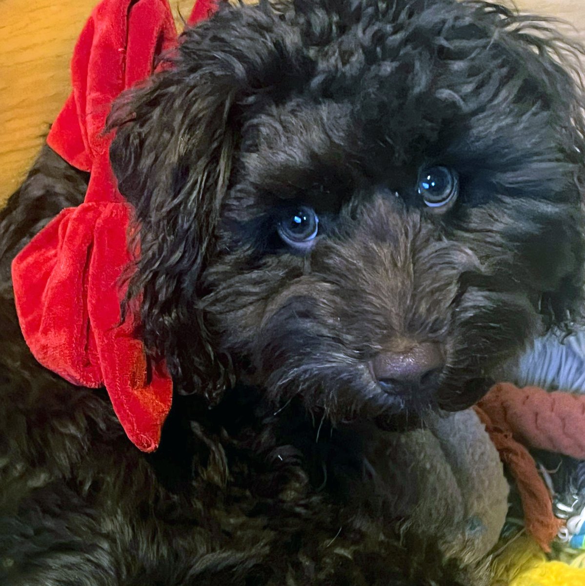Meet Teddy, modelling Weaving Gold's sumptuous Dog Occasion Wear. He's a 6 months old chocolate brown Schnoodle and what a beauty! Pick up a smart, lightweight, beautiful velvet bow in red and green from North Cross Rd, Saturday and Herne Hill Market on Sunday. #eastdulwichdogs