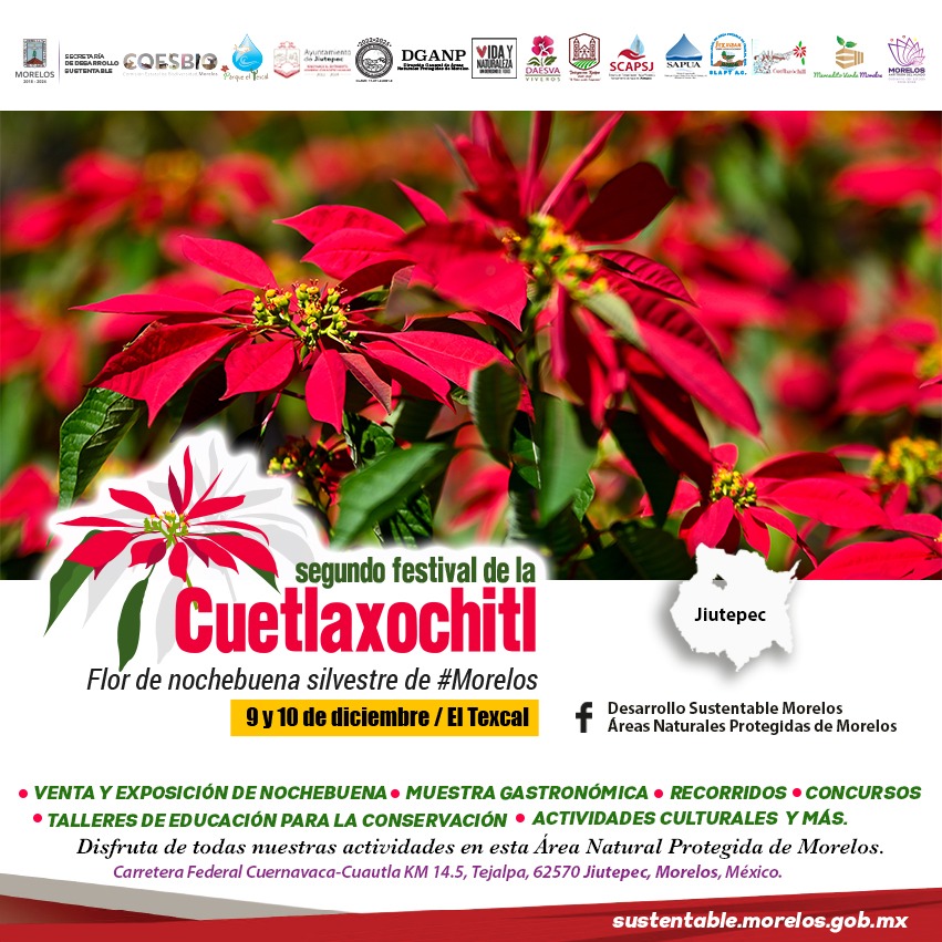 GobiernoMorelos's tweet photo. En Morelos impulsamos la producción sustentable de la Cuetlaxochitl del Texcal. Productores y productoras te esperan este 9 y 10 de diciembre en el Parque Estatal El Texcal, en Jiutepec. ¡Asiste!
#Morelos #Nochebuena #Cuetlaxochitl #FlorDeNochebuena #Texcal https://t.co/kJ6Pmz9cNn