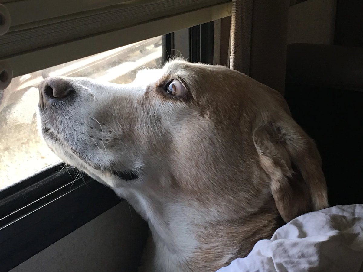 2TravelingDogs's tweet photo. We had 12 years of Digby perfection Today, let’s remember Digby and be thankful we had him in our lives.
￼Time nor grief can take away who he was. Our Digby Pancake mattered. #LiveLikeDigby https://t.co/dv7k64WtYV