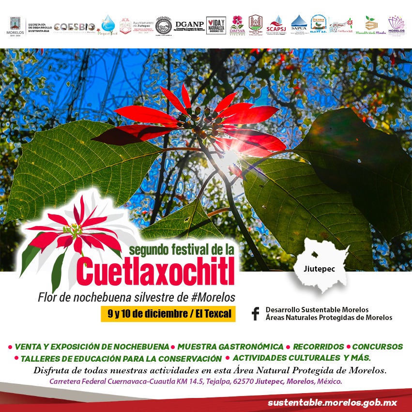 GobiernoMorelos's tweet photo. En Morelos impulsamos la producción sustentable de la Cuetlaxochitl del Texcal. Productores y productoras te esperan este 9 y 10 de diciembre en el Parque Estatal El Texcal, en Jiutepec. ¡Asiste!
#Morelos #Nochebuena #Cuetlaxochitl #FlorDeNochebuena #Texcal https://t.co/rGf5Xmxtdp
