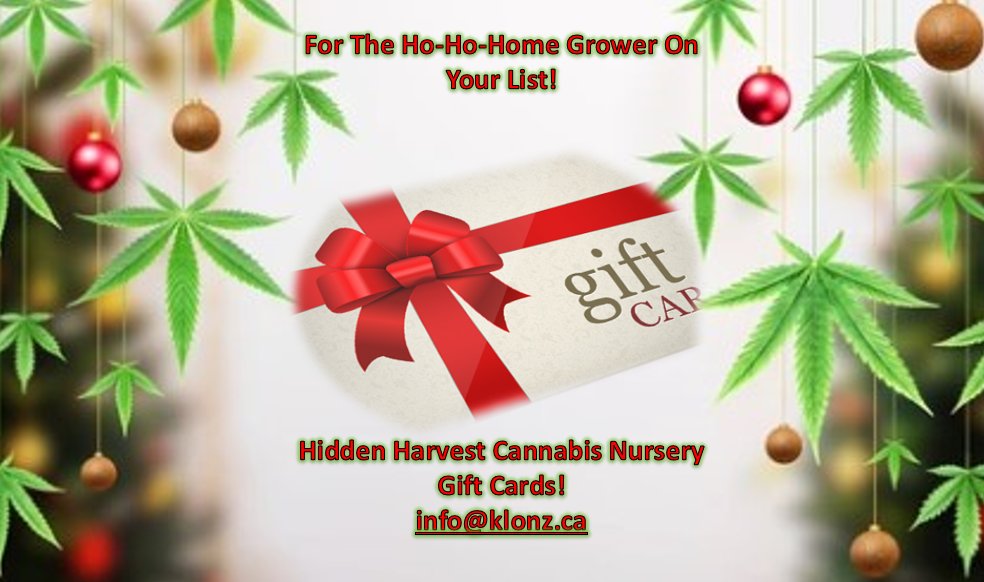 Hidden Harvest Cannabis Nursery tweet media