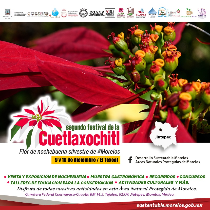 GobiernoMorelos's tweet photo. En Morelos impulsamos la producción sustentable de la Cuetlaxochitl del Texcal. Productores y productoras te esperan este 9 y 10 de diciembre en el Parque Estatal El Texcal, en Jiutepec. ¡Asiste!
#Morelos #Nochebuena #Cuetlaxochitl #FlorDeNochebuena #Texcal https://t.co/uWrwiMvGlm