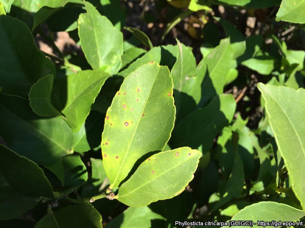 Plants_EFSA's tweet photo. The #PlantHealth Newsletter on #HorizonScanning for November 2023 is #AvailableNow! With the results of scientific and media sources retrieved by the #Medisys platform for 1-31 October.
🍊🌿🍂🌰
➡️https://t.co/tPgkbq9FDq

#Phyllosticta 
#Bactrocera https://t.co/lUYLSy7mXD