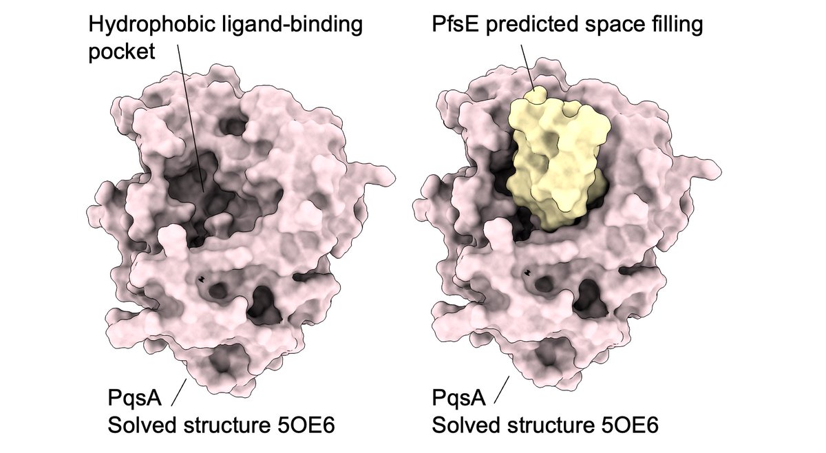 Out today in @MolMicroEditors: Inhibition of PQS signaling by the Pf bacteriophage protein PfsE enhances viral replication in P aeruginosa doi.org/10.1111/mmi.15… With our 🇨🇦 friends @DezielEric and @theMaxwellLab