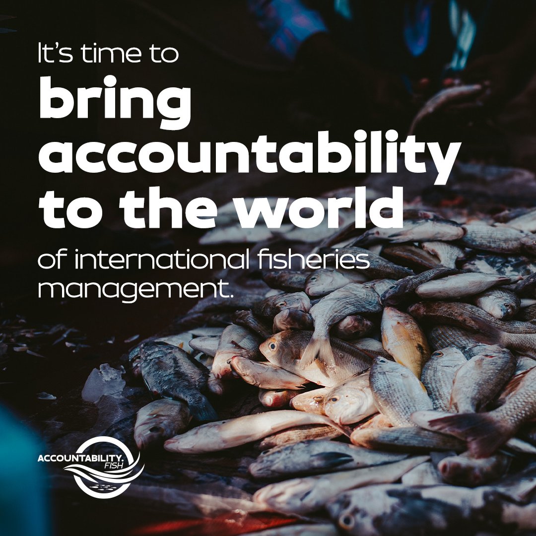 accountability.fish tweet media