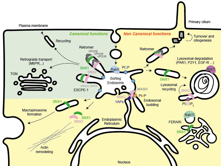 check out our recently published #review in @ContactCTC about non-canonical functions of SNX1 and SNX2 in #endosome membrane dynamics! congrats @JulianeDaGraca journals.sagepub.com/doi/10.1177/25…
