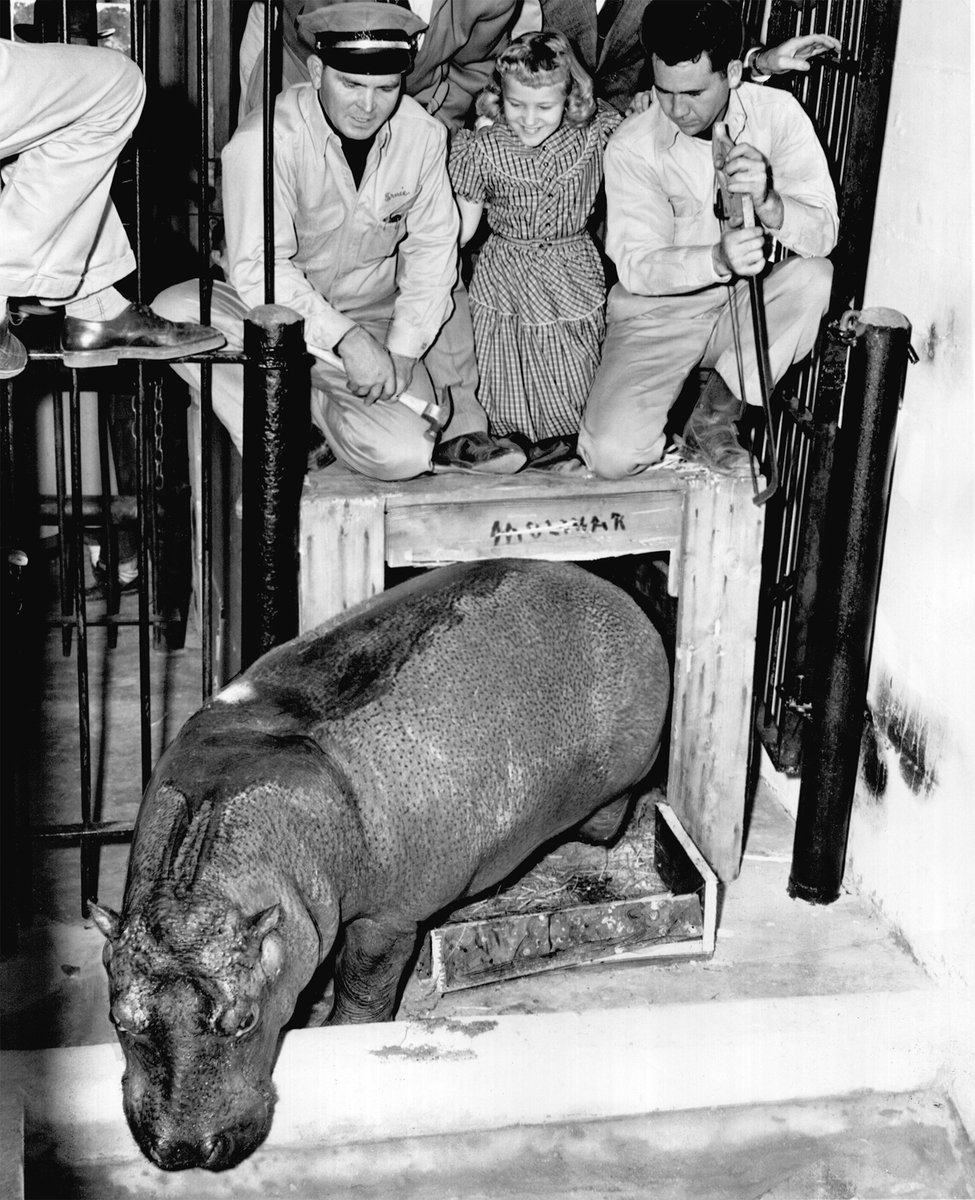 In Nov. 1953, 10-yr-old Gayla Peevey of Oklahoma City released a unique song: “I Want a Hippopotamus for Christmas”
Our local zoo hosted a fundraiser & purchased a hippo, which arrived on Christmas Eve! Now we gift a hippo to @USNatArchives

(OHS photo) #ArchivesGiftExchange