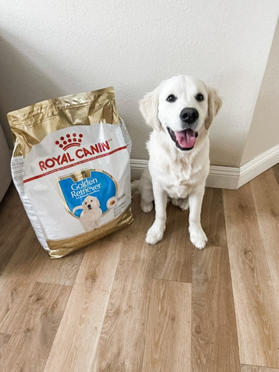 'My puppy has done great on this food. I love that it’s for the Golden Retriever breed and is perfect for her. Highly recommend by my vet.” –EvieP 📷: @georgi_goldenretriever