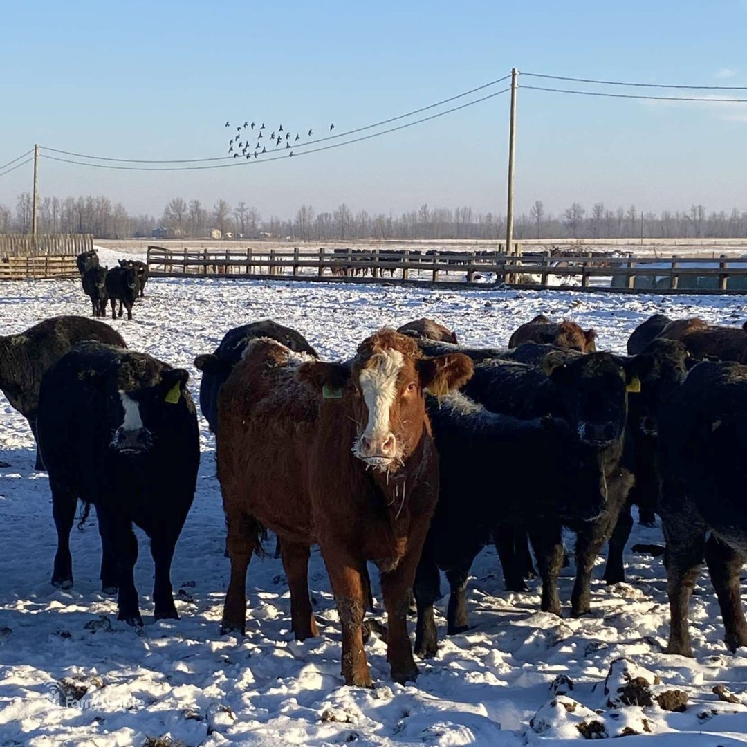 In case anyone's been missing the cold weather, here are some frosty cows to get you by! ❄️

📷Brianna Meston
📍Westlock, AB

#farmsimplefriday #CdnAg #AgTwitter #AgX #FarmPhotos