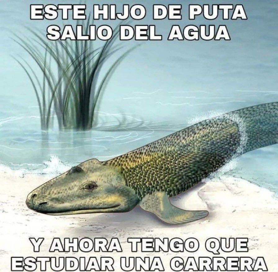 chincheto pirata somali (@wikipistacho) on Twitter photo 