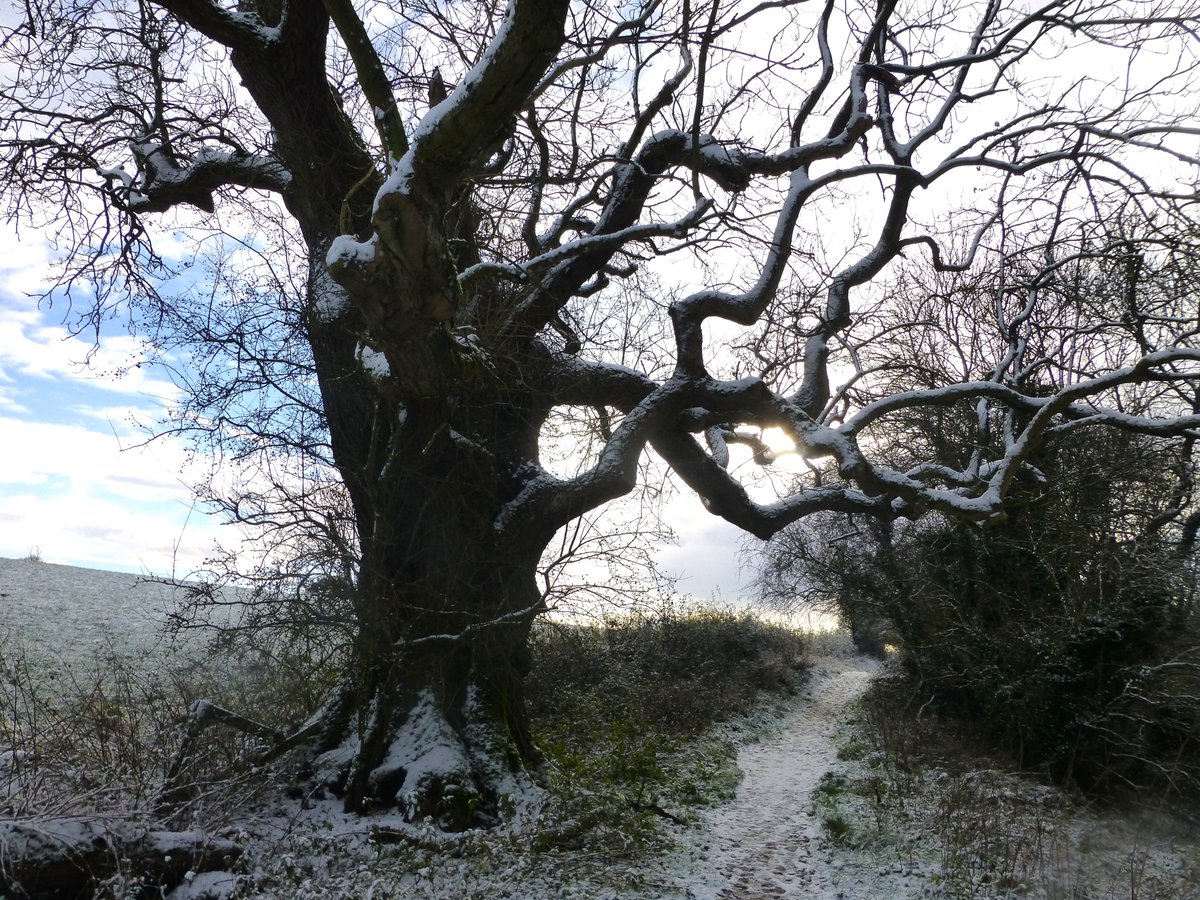 A beautiful Ash tree on a walk @NorthYorkMoors #NorthYorkshire #NationalTreeWeek🌳