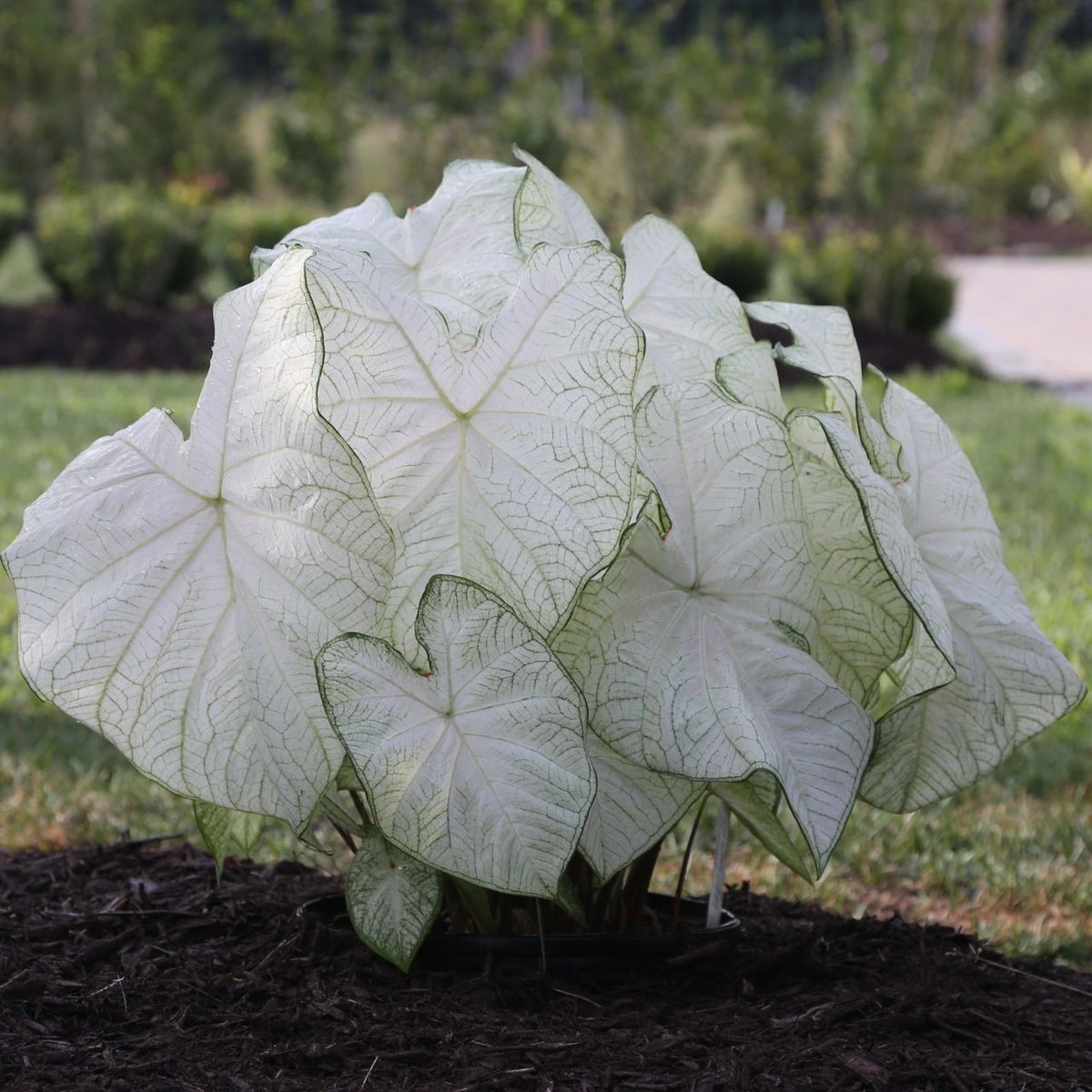 daily plants tweet media