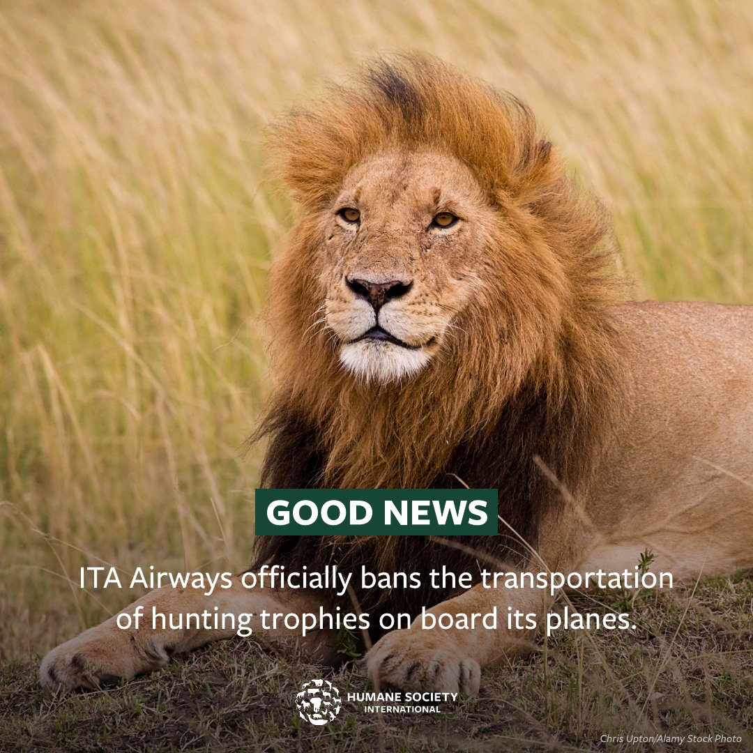 JUST IN: After collaborating with @HSIEurope, ITA Airways has officially banned the transport of hunting trophies! We praise this significant step toward ending cruel trophy hunting and creating a more humane world for all animals. Learn more: bit.ly/3t2jDz1…