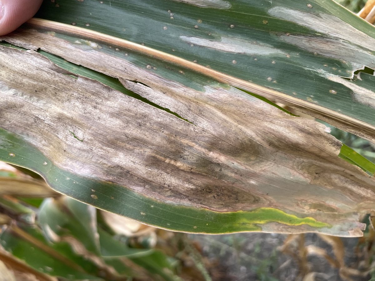 An Overview of Northern Corn Leaf Blight from Extension Check it out at doi.org/10.31274/cpn-2… @cropdoc08 @ppp_trey @alisonrISU @AlbertTenuta @ccecornell @baldpathologist @PACropDoc @MahDuffeck @travisfaske @TNplantDR @UMNExt @dsmuelle @badgercropdoc @CUESNews @NDSUExtension