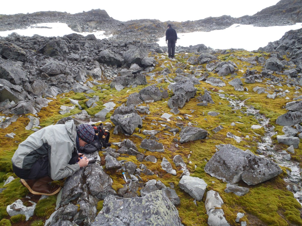 forestmycology's tweet photo. Today is Antarctica Day and just a reminder - do not eat little brown mushrooms in Antarctica (or elsewhere). Info on deadly Galerina in Antarctica is at: https://t.co/DN8lRVERxw https://t.co/wMIwgaOlnQ