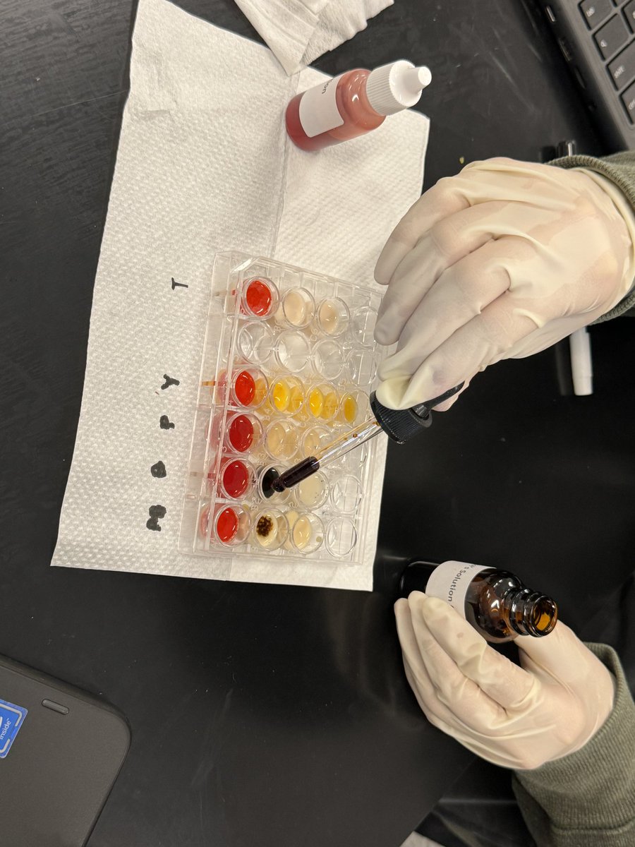 MrArsenie's tweet image. Day 2 of macromolecules in foods testing for my #ibbio @CarlSchurzHS students! This time- unknown foods they have to determine the identity of based on test results!