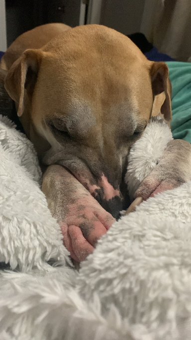 GM my dog fell asleep chewing on my blanket after I told him not to https://t.co/gumtRB3GL8