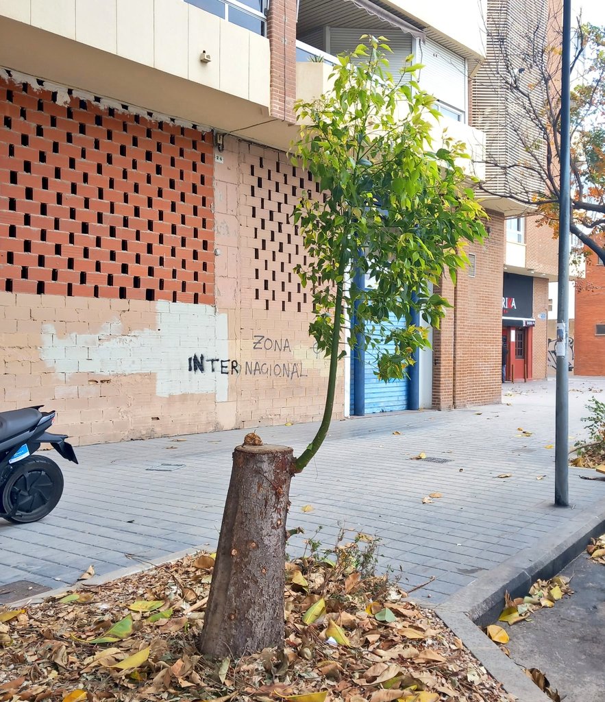 Jacobo Llorens_Arbolista_Treerider tweet media
